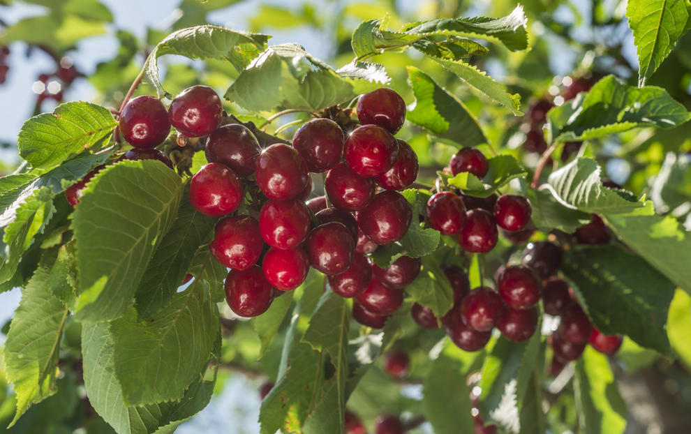農藥殘留分析：技術特點、分類與關鍵步驟詳解！