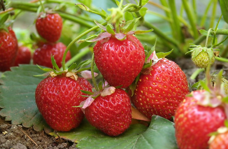 從源頭到餐桌：恒譜生專(zhuān)業(yè)農(nóng)藥殘留檢測(cè)，筑牢食品安全防線(xiàn)！